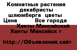 Комнатные растения, декабристы (шлюмберга) цветы › Цена ­ 300 - Все города  »    . Ханты-Мансийский,Ханты-Мансийск г.